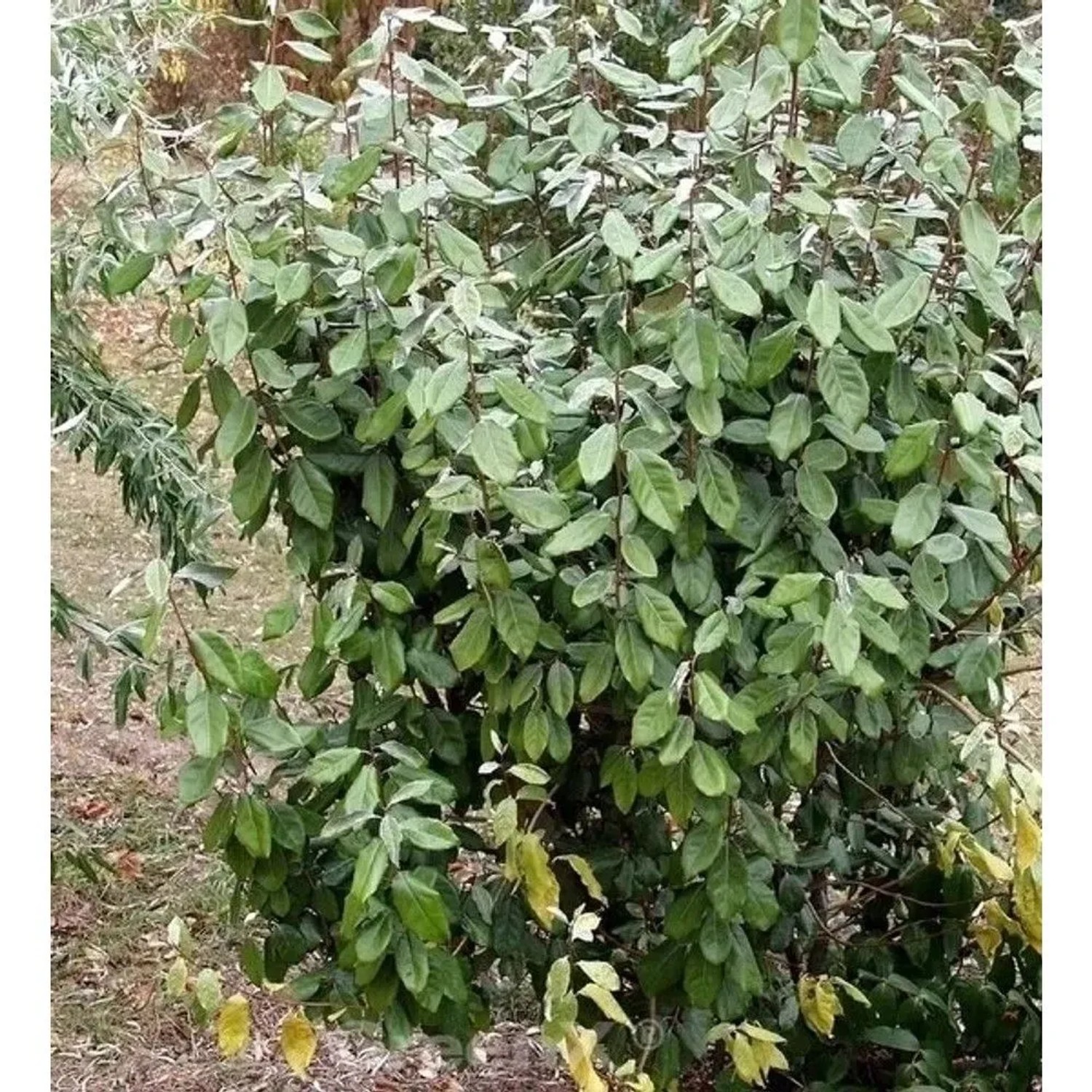 Wintergrüne Ölweide 40-60cm - Elaeagnus ebbingei