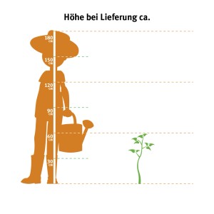 Größenvergleich: Anthurie im 17 cm Topf neben stilisierter Person mit Gießkanne.
