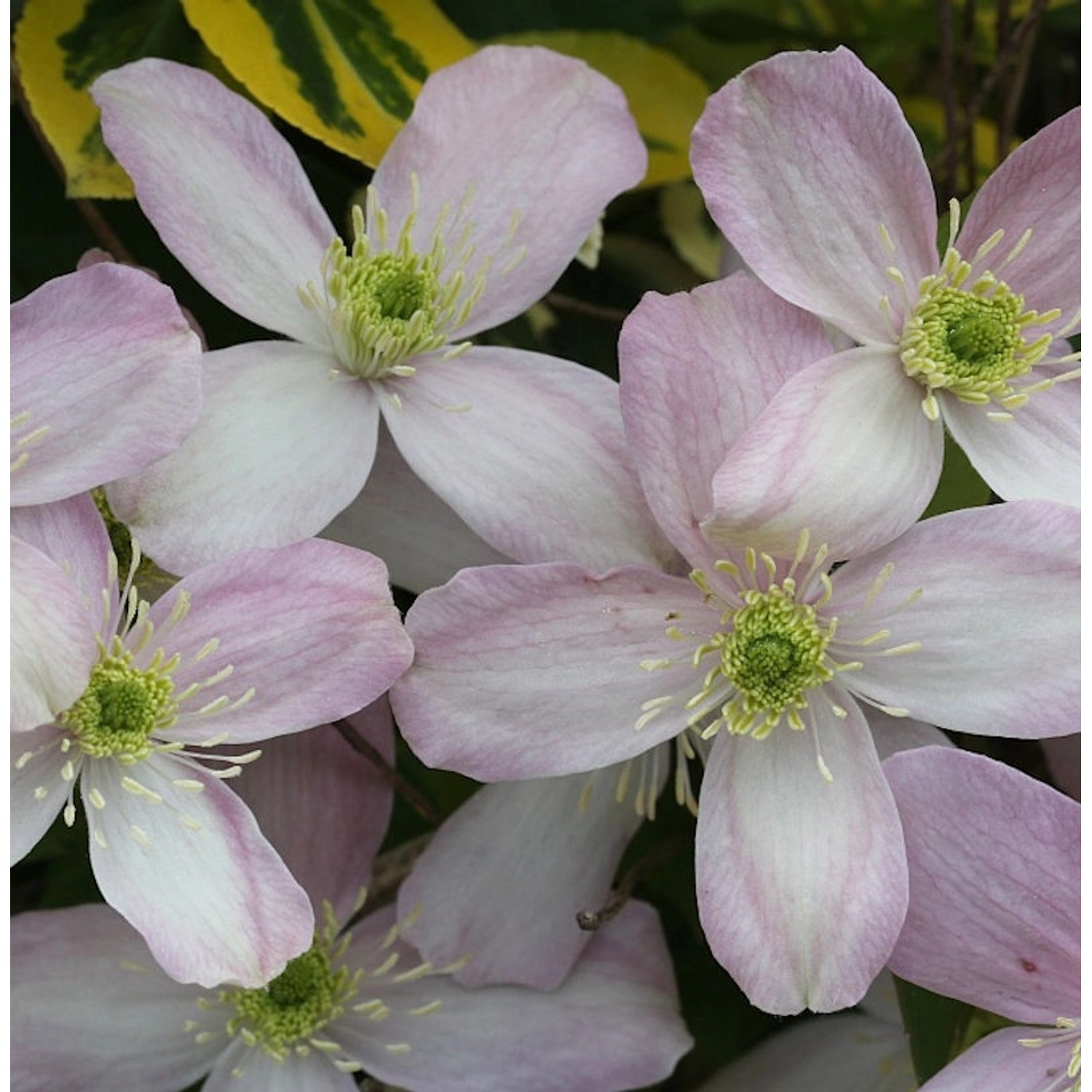 Berg Waldrebe Rubens 60-80cm - Clematis montana günstig online kaufen