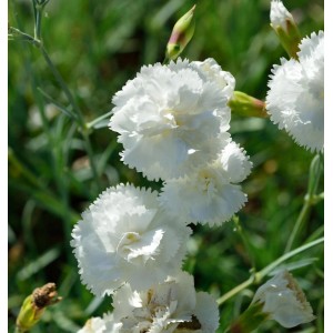 Nahaufnahme der weißen Federnelke Haytor White (Dianthus plumarius) im Garten.