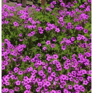 Blühender Schwarzäugiger Storchschnabel Ivan (Geranium psilostemon) mit pinkfarbenen Blüten.