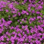 Schwarzäugiger Storchschnabel Ivan - Geranium psilostemon