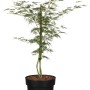 Schlitzahorn 'Dissectum Garnet' im 3L Container, rotes Laub, Zierahorn.
