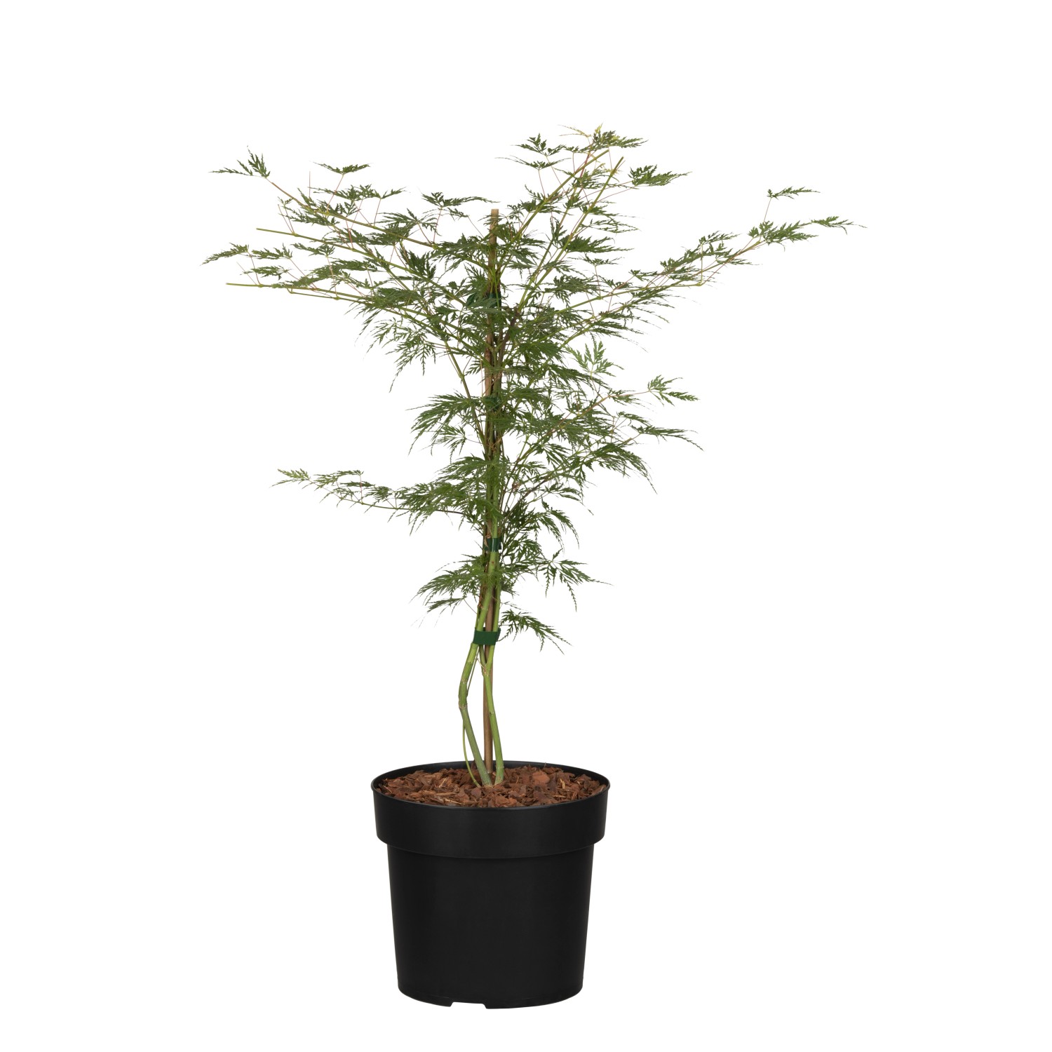 OBI Schlitzahorn Dissectum Garnet Rot Container ca. 3 l günstig online kaufen