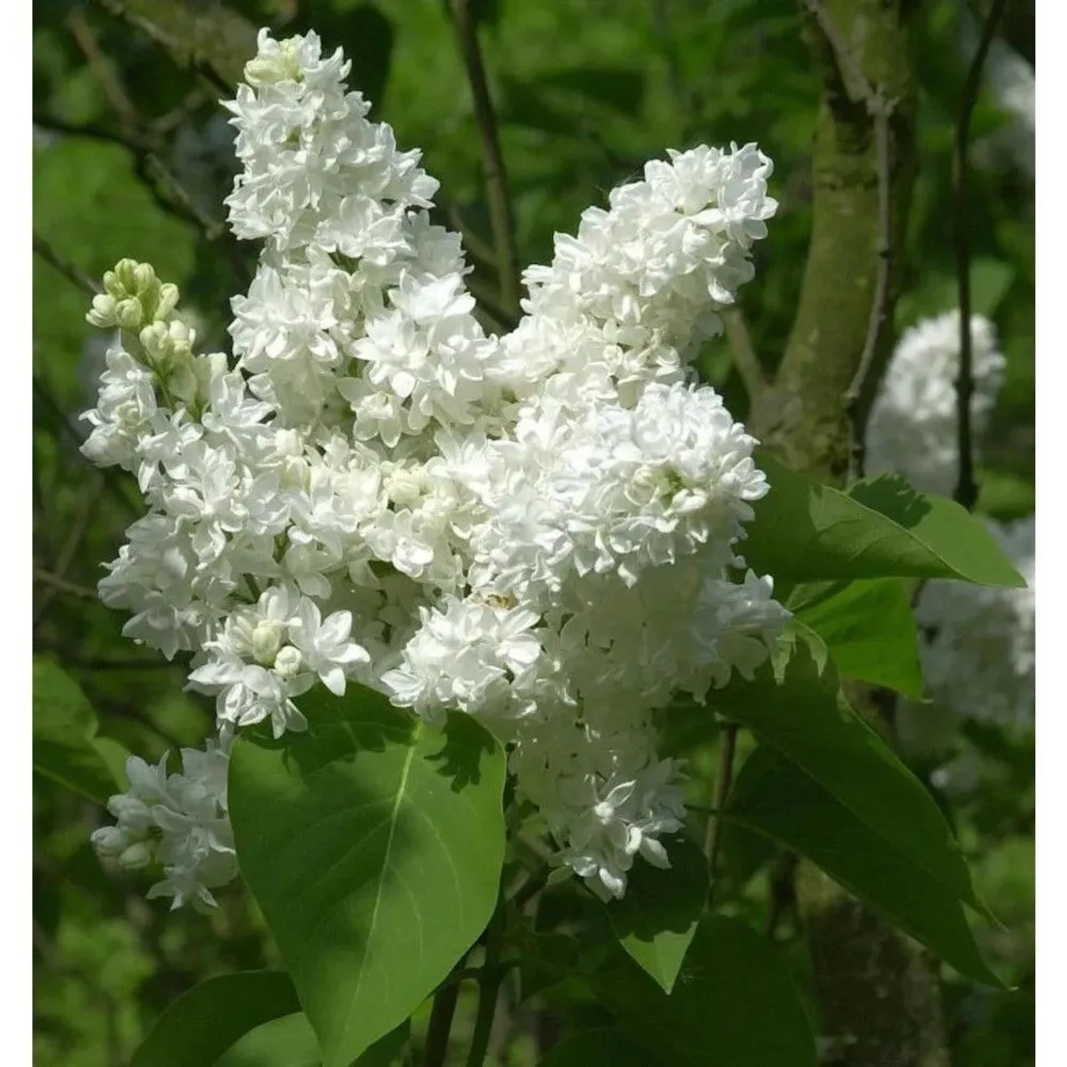 Hochstamm Edelflieder Madame Lemoine 100-125cm - Syringa vulgaris
