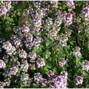 Nahaufnahme von blühendem, echtem Zitronen-Thymian (Thymus citriodorus) mit kleinen, lila Blüten.