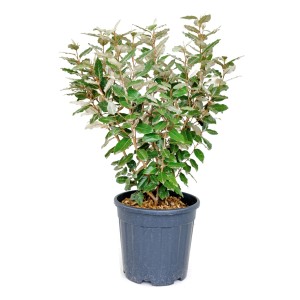 Immergrüne Ölweide 'Compacta' im Topf, ca. 60 cm hoch. Elaeagnus ebbingei als Heckenpflanze.