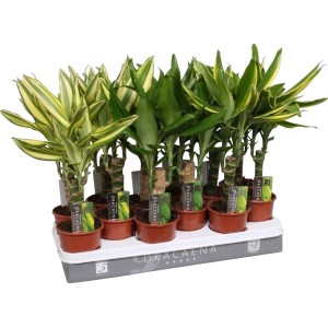 Drachenbäume (Dracaena fragrans) im Topf, mit grün-gelben Blättern.