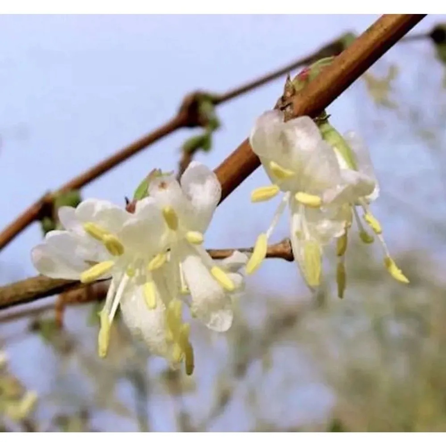 Wohlriechende Heckenkirsche 40-60cm - Lonicera fragrantissima