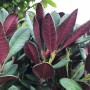 Nahaufnahme der Alpenrose 'Wine and Roses' mit rot-grünem Laub. Rhododendron im 5 l Topf.