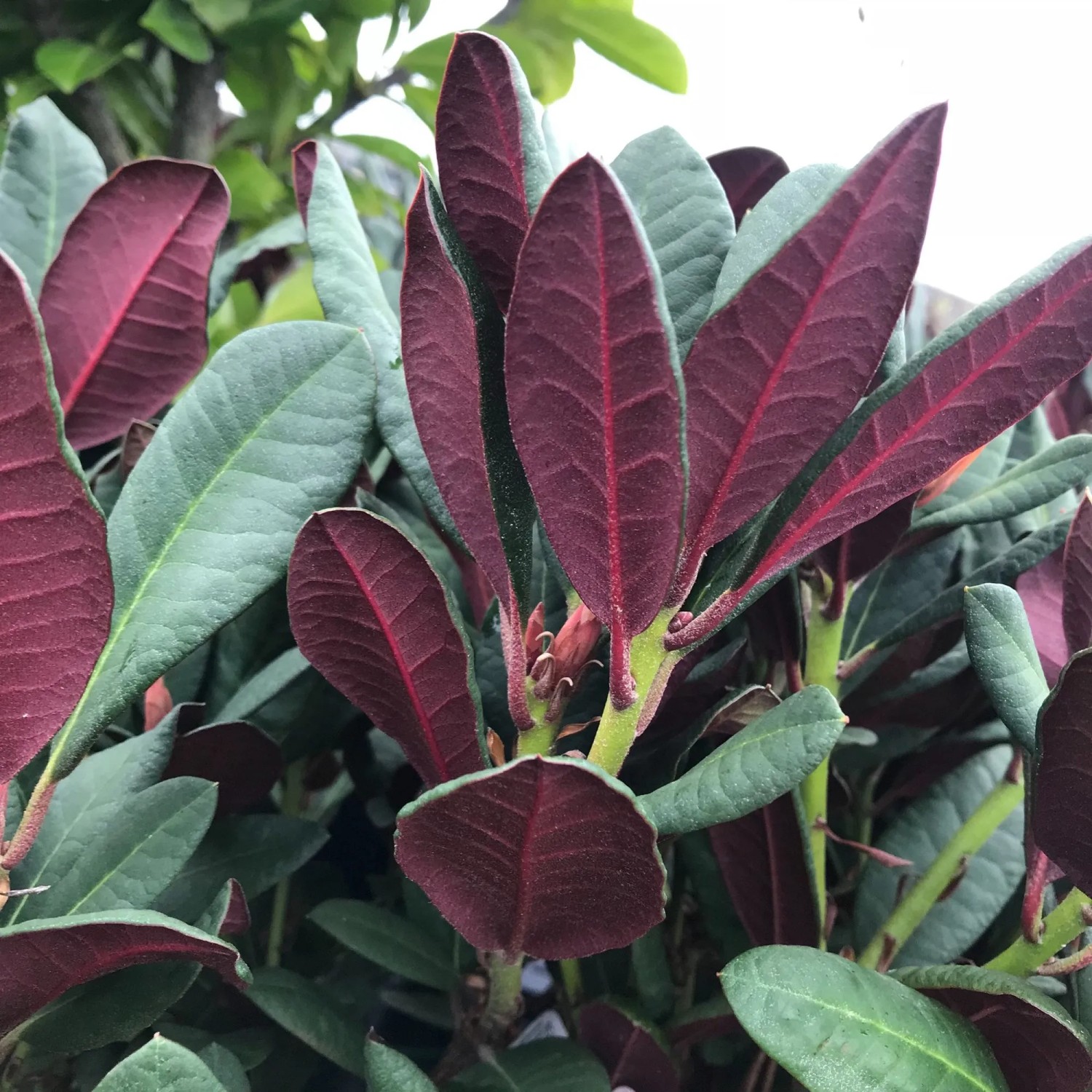 Nahaufnahme der Alpenrose 'Wine and Roses' mit rot-grünem Laub. Rhododendron im 5 l Topf.