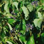 Pfeilblatt-Schneeball 'Blue Muffin' (Viburnum dentatum) mit grünen Blättern und blauen Beeren.