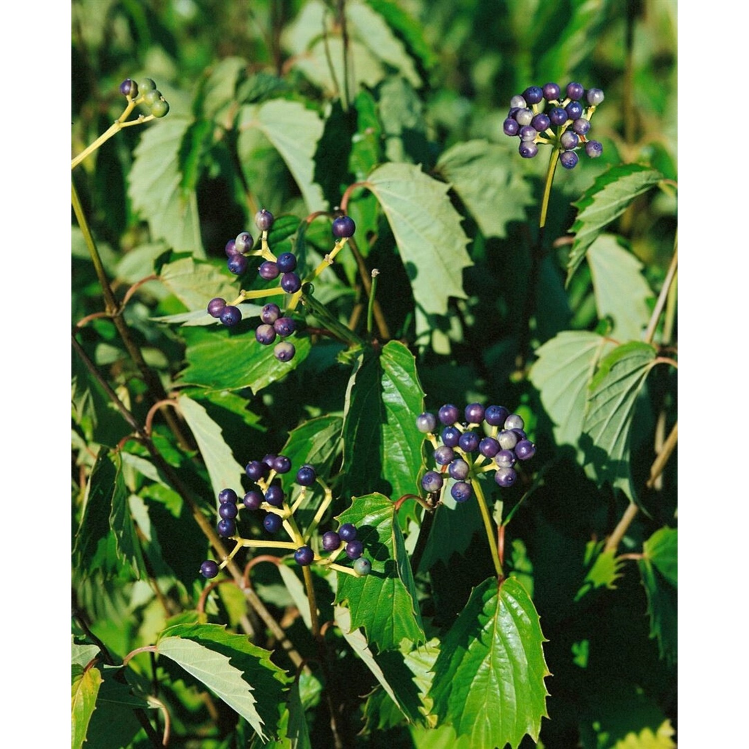 Viburnum Dentatum Blue Muffin Pfeilblatt-Schneeball 80–100 cm günstig online kaufen