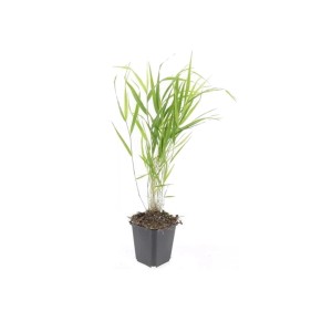 Japanisches Waldgras (Hakonechloa macra) im 9cm Topf, Ziergras für den Garten.