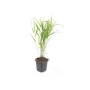 Japanisches Waldgras (Hakonechloa macra) im 9cm Topf, Ziergras für den Garten.