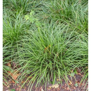 Immergrüne Japan Temnolepsis (Carex morrowii): Detailaufnahme der grünen Staude mit weißem Rand.