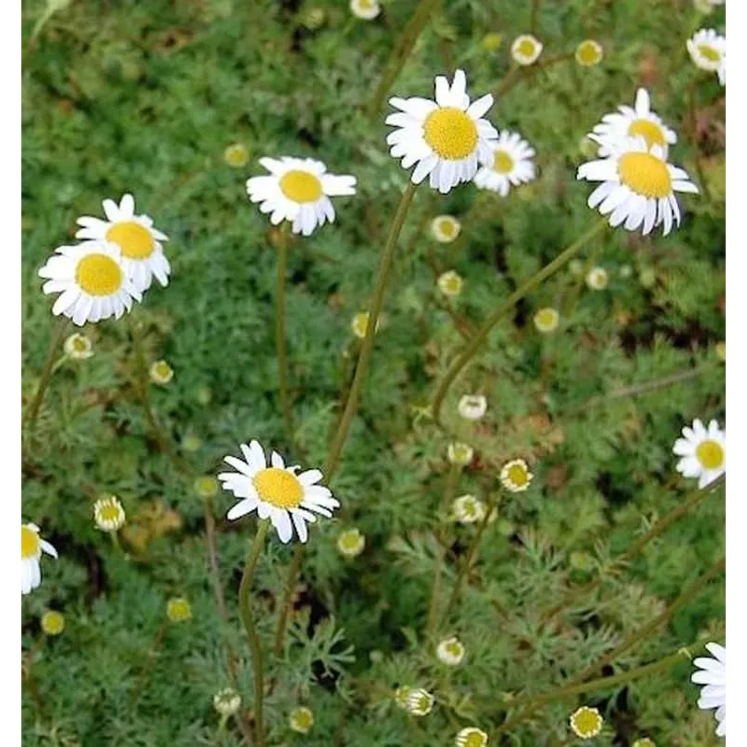 Kaukasische Scheinkamille Mutterkraut - Tripleurospermum caucasica
