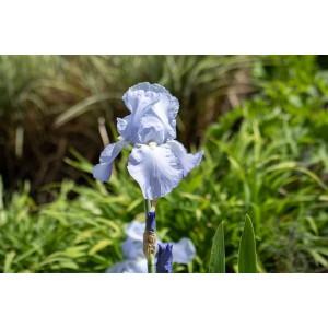 Nahaufnahme der blauvioletten Iris Jane Philipps im 11x11 cm Topf, eine blühende Zimmerpflanze.