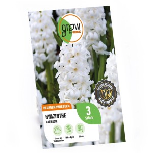 GROW by OBI Hyazinthe Carnegie Weiß 3 Stück Hyacinthus orientalis Carnegie