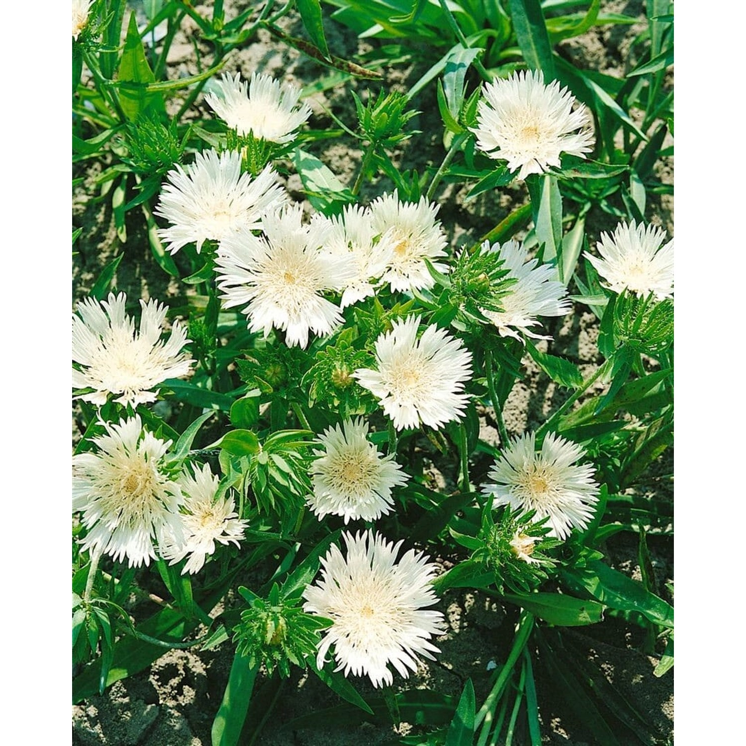 Stokesia Laevis Kissenaster Ca. 9x9 cm Topf günstig online kaufen