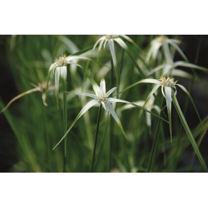 Sternentänzer-Gras (Dichromena colorata) im Topf, weiße Hochblätter, grüne Halme. Teichpflanze für sonnigen Standort.