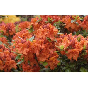 Orange blühende Azalee Gibraltar (Rhododendron luteum) im Garten.