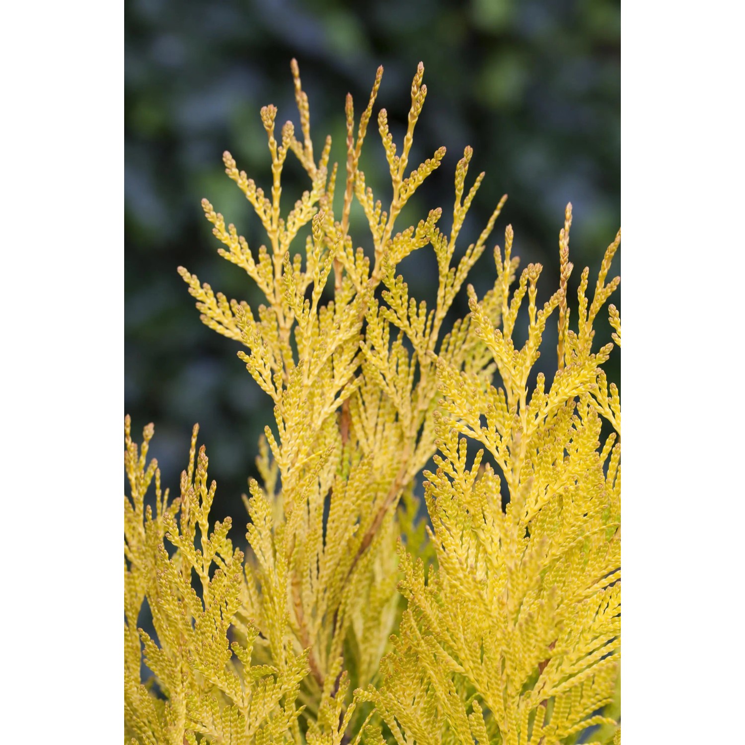 GROW by OBI Thuja 4ever Goldy Gelb im 2 l Topf 20-30 cm kaufen bei OBI
