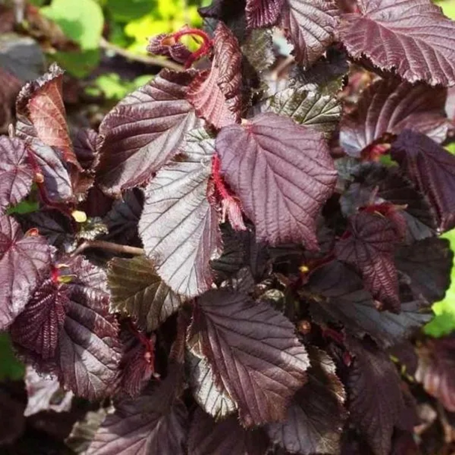 Haselnuss 'Red Majestic' Corylus avellana 30 bis 40 cm im Container Dunkelrotes Laub