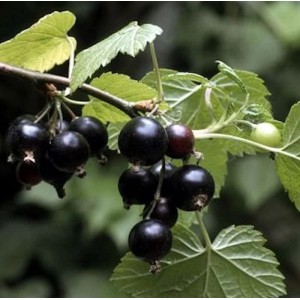 Schwarze Johannisbeere 'Ben Sarek' am Strauch mit reifen, dunklen Beeren.