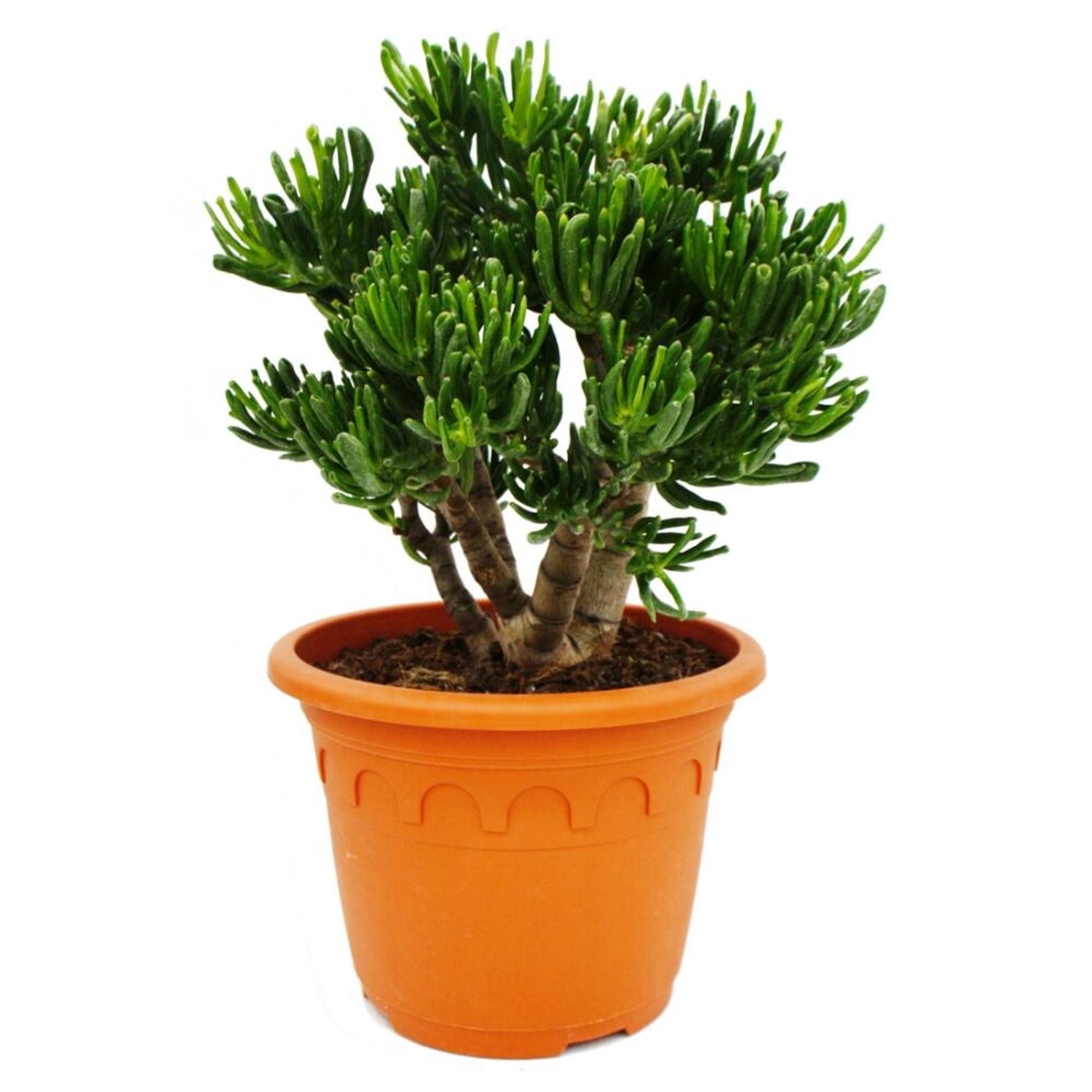 Exotenherz Dickblatt Crassula Horntree Solitärpflanze mit Dickem Stamm 26cm Topf