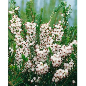 Winterheide Erica White Spring Surprise mit weißen Blüten und grünen Blättern.