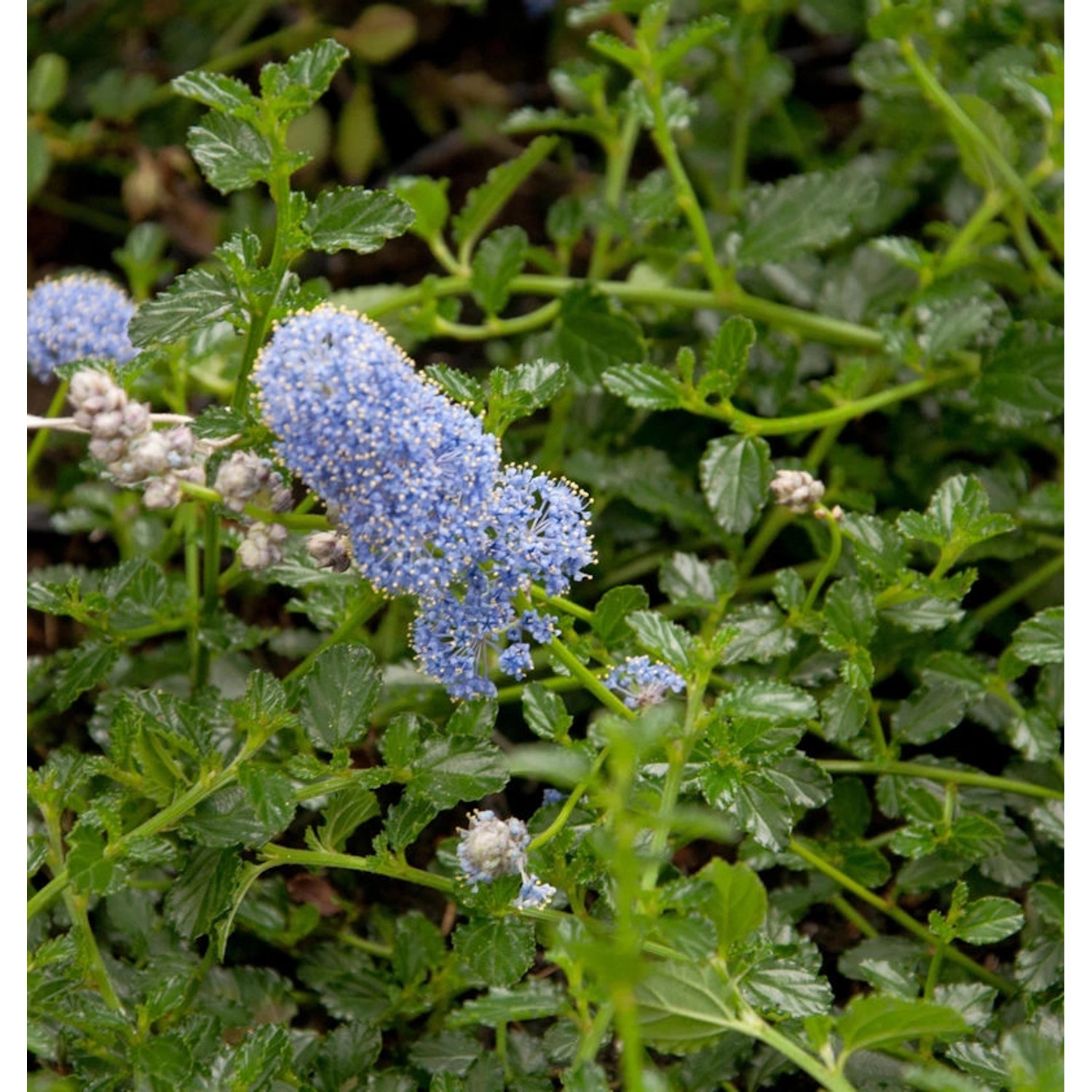 Kriechende Sächelblume 30-40cm - Ceanothus thyrsiflorus günstig online kaufen