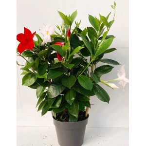 Dipladenia Spalier Duo im Topf mit roten und weißen Blüten, eine blühende Kübelpflanze.