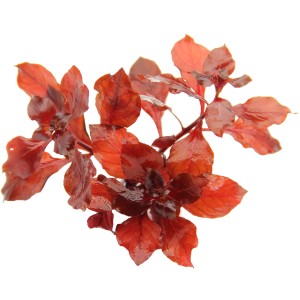 Dennerle Aquariumpflanze Ludwigia Spec. Super Red mit roten Blättern für das Aquarium.