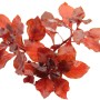 Dennerle Aquariumpflanze Ludwigia Spec. Super Red mit roten Blättern für das Aquarium.