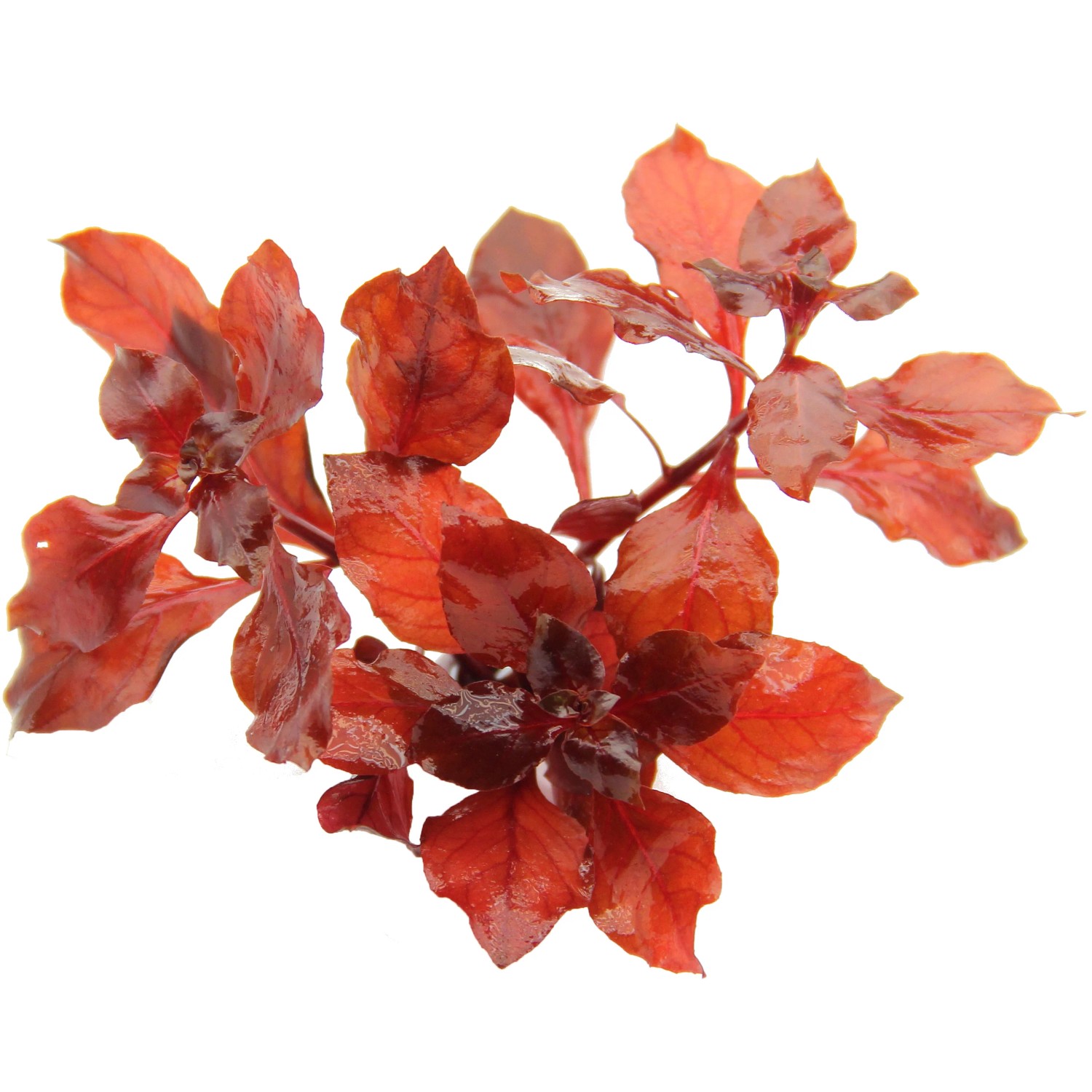 Dennerle Aquariumpflanze Ludwigia Spec. Super Red mit roten Blättern für das Aquarium.