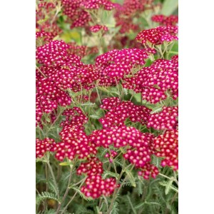 Schafgarbe 'Velour' im 9x9 cm Topf: Tiefrote Blüten der Achillea Millefolium im Detail.