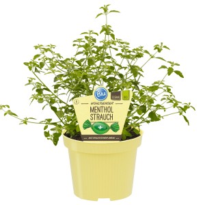 Blu Bio-Menthol-Strauch im Topf (Ø 12cm) mit grünen Blättern in gelbem Topf.