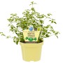 Blu Bio-Menthol-Strauch im Topf (Ø 12cm) mit grünen Blättern in gelbem Topf.