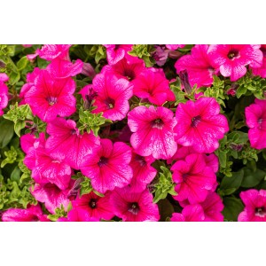 Pinke Petunien Busch im Topf, üppige Blütenpracht für Balkon und Garten.