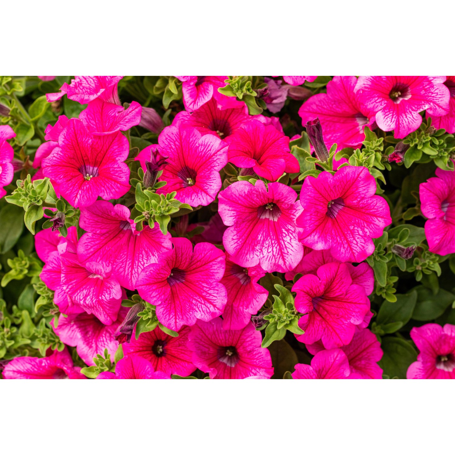 Pinke Petunien Busch im Topf, üppige Blütenpracht für Balkon und Garten.