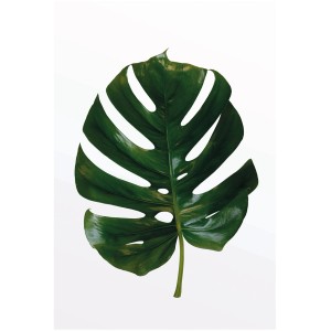 Komar Wandbild: Grünes Monstera Blatt, 50x70 cm. Dekoratives Bild für Wohnräume.