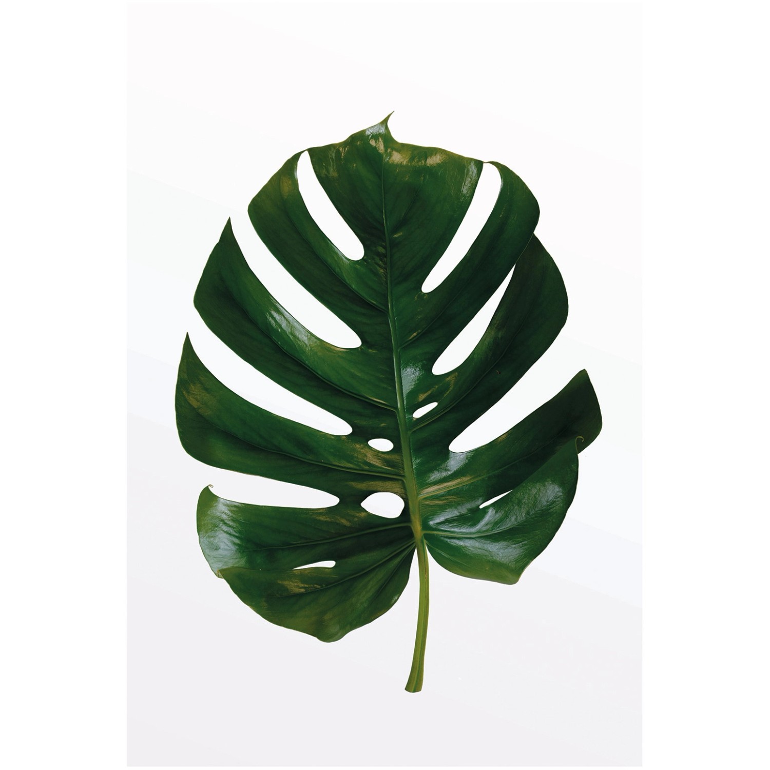 Komar Wandbild Monstera Leaf 50 x 70 cm