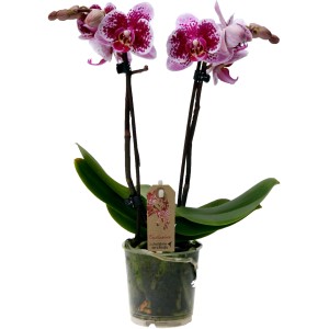 Schmetterlingsorchidee Bora Bora mit violett-weißen Blüten im Topf.