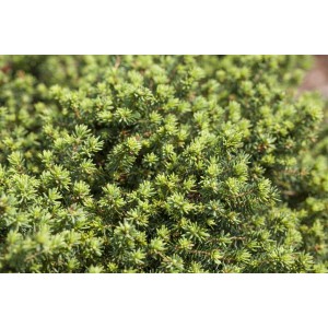 Kompakte Zwergfichte Picea Abies Little Gem, ca. 25-30 cm hoch.