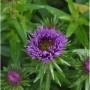 Nahaufnahme einer lila Rauhblattaster (Aster novae angliae) mit grünen Blättern.