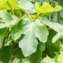 Echte Feige (Ficus carica) mit grünen Blättern, ca. 50-60 cm hoch im 10 l Topf.