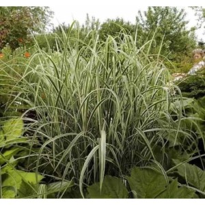 Chinaschilf 'Variegatus' (Miscanthus sinensis) im Garten, Ziergras mit weiß-grünen Blättern.