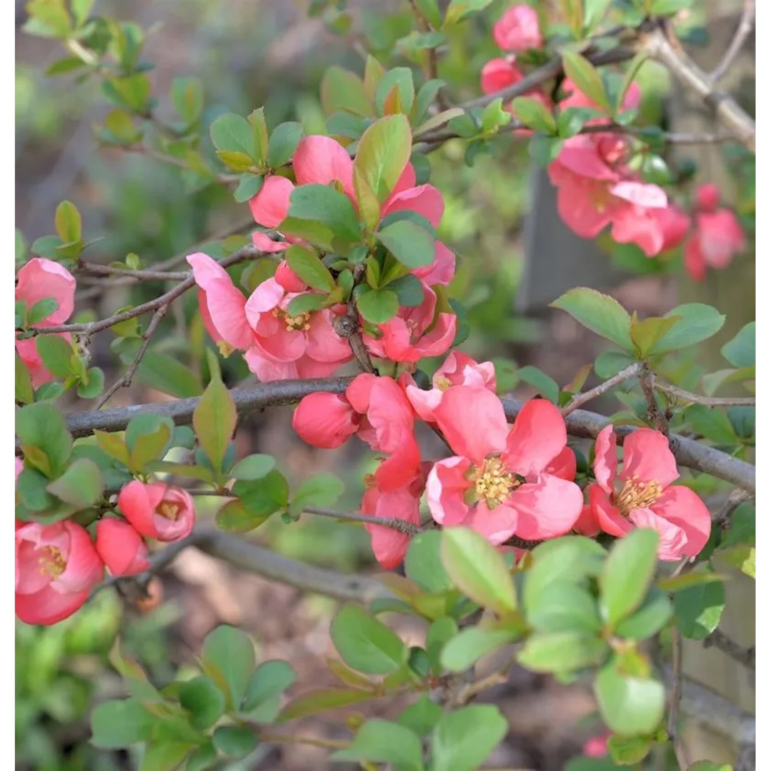 Zierquitte Salmon Horizont 30-40cm - Chaenomeles