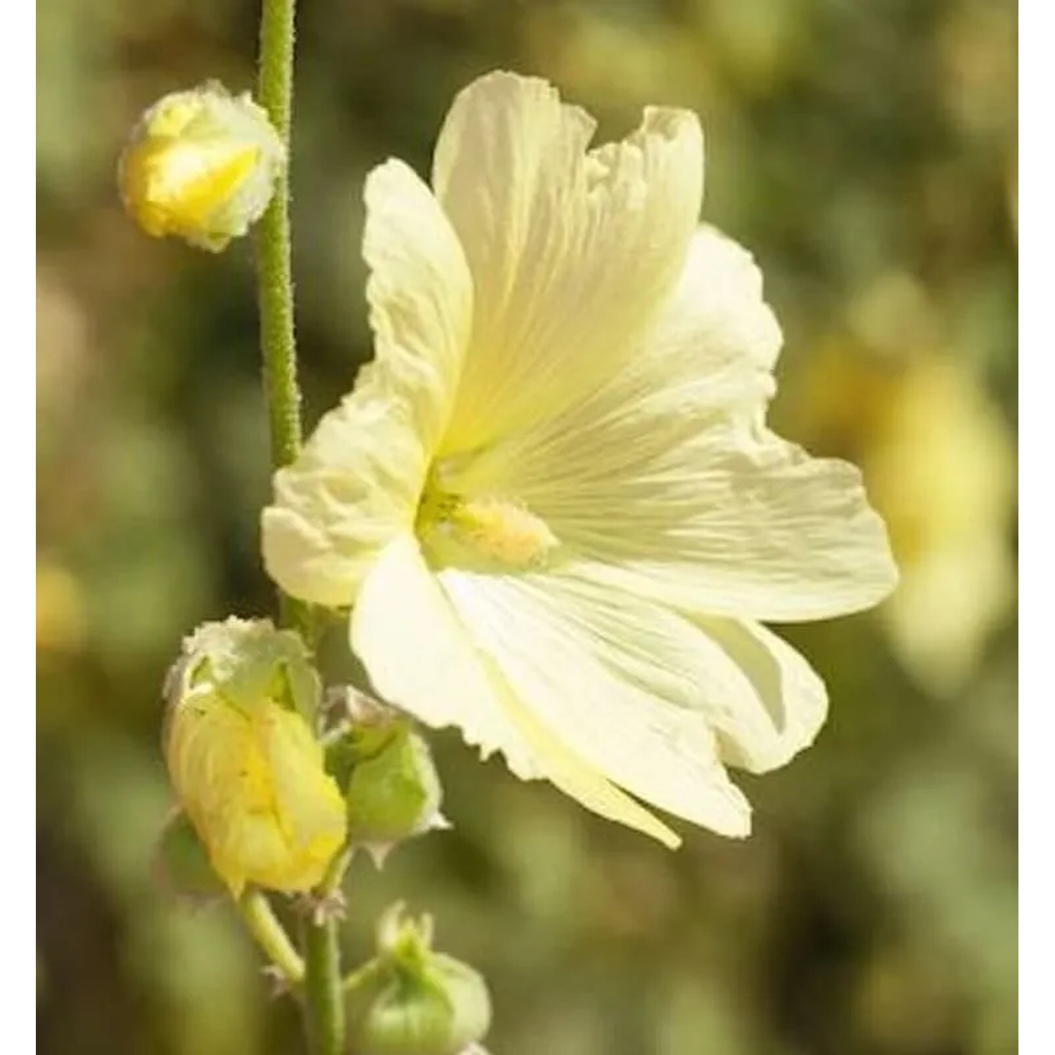 Russische Stockrose - Alcea rugosa